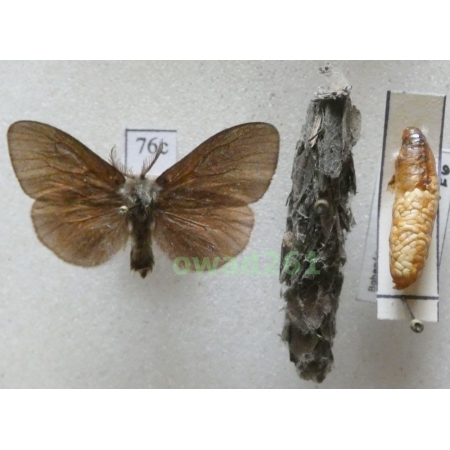 Canephora hirsuta (Poda, 1761) Czech76c
